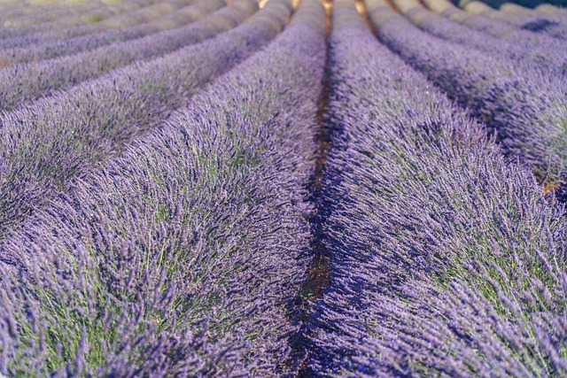 Lavender fields in Provence for serene escape portfolio item